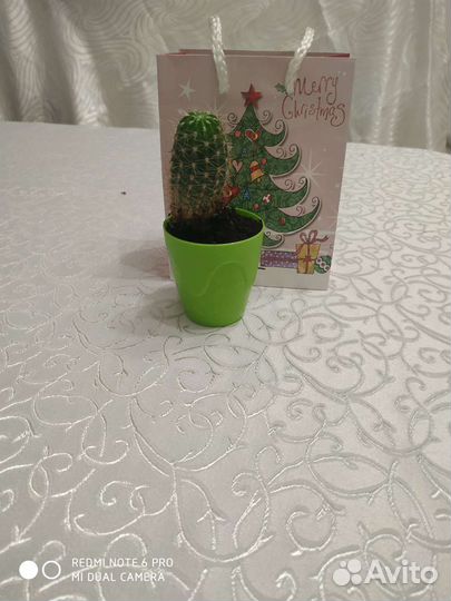 Кактус