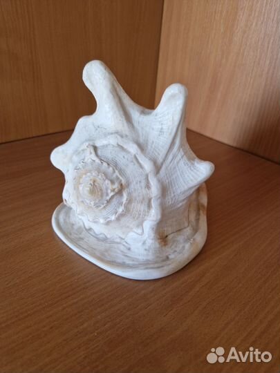 Ракушка морская большая