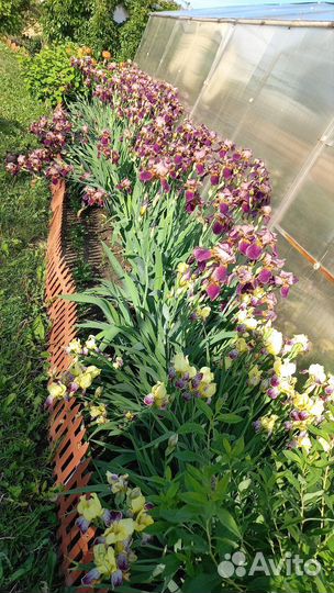 Ирисы бородатые