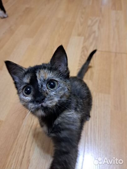 Кошка на удачу