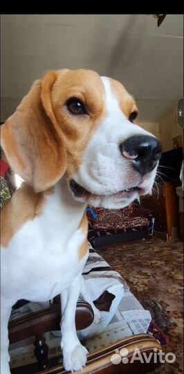 Ищет девочку