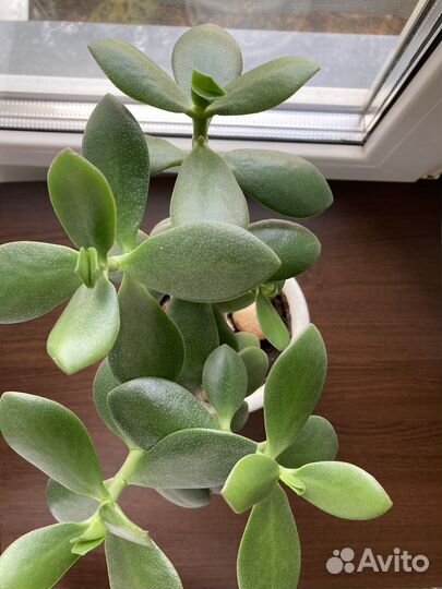 Толстянка Крассула Денежное дерево