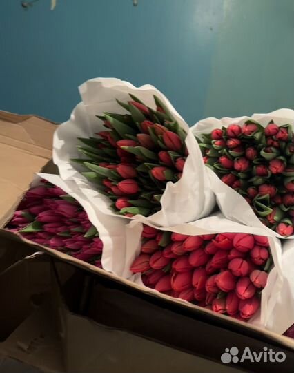 Тюльпаны к 8 марта розница/опт