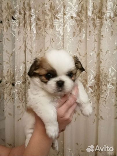 Щенки пикинеса