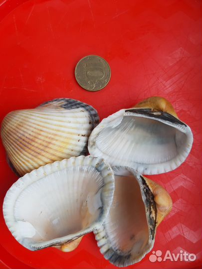 Ракушка для свечей. Ракушки скафарка