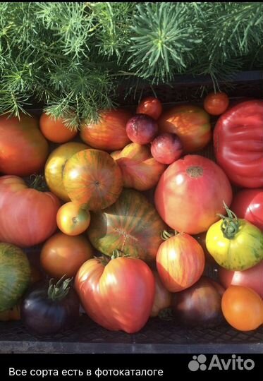 Коллекционные семена томатов