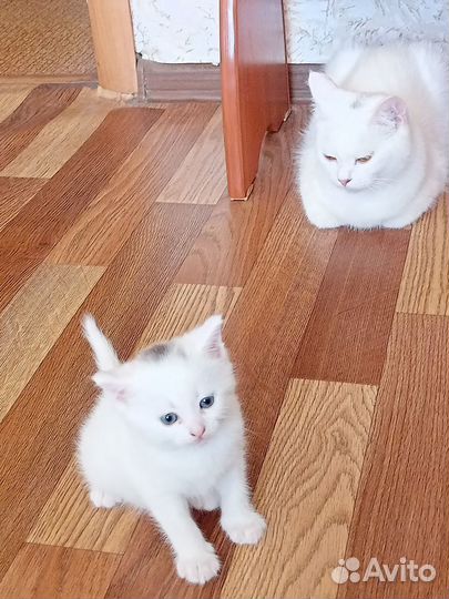 В дар, котёнок девочка, будет небольшая