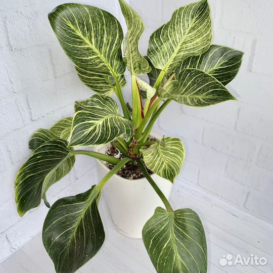 Филодендрон Биркин