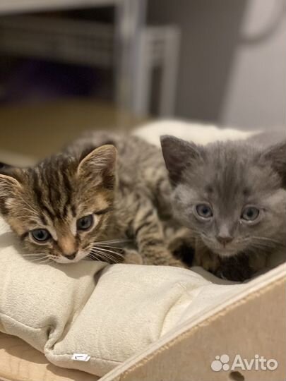 Кошка в дар