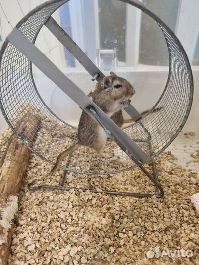 Мышки песчанки с клеткой