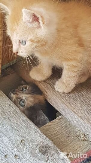 Котик рыжий в добрые руки