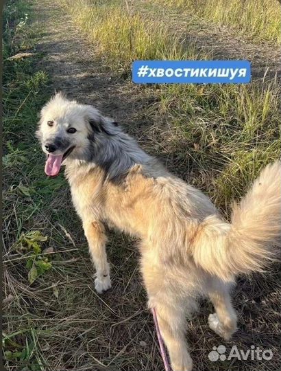 Собака в добрые руки
