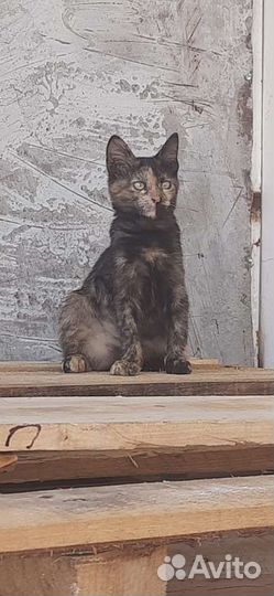 Котёнок ищет семью