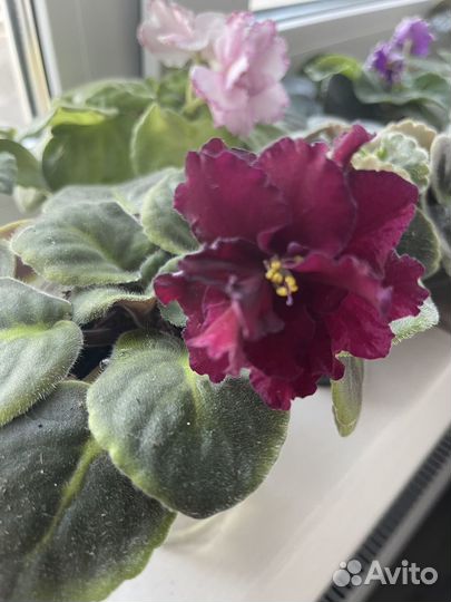 Фиалка черный бархат