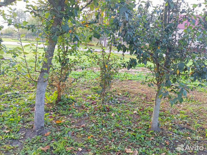 Саженцы вишни и сливы