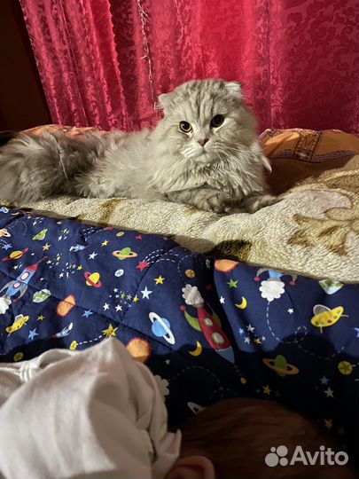 Шотланский котенок прямоухий