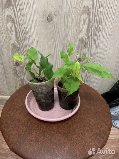 Фикус Голден моник