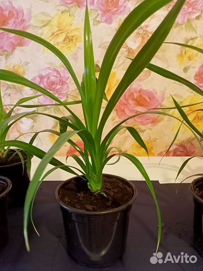 Панданус винтовая пальма