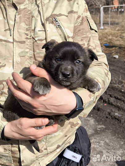 Щенок в добрые руки бесплатно