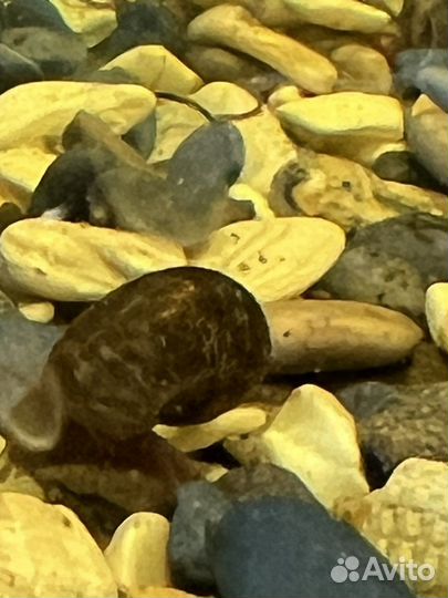 Улитки аквариумные, бесплатно