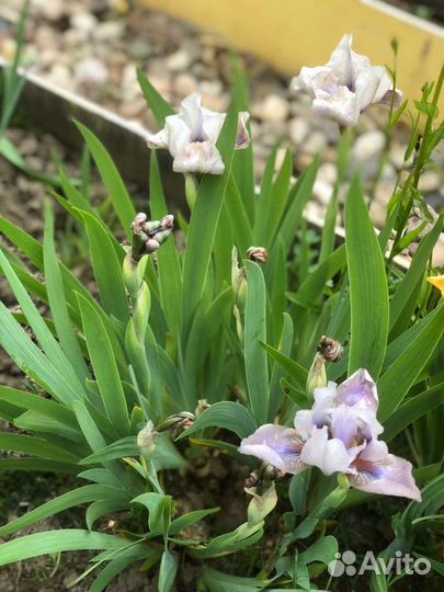 Ирисы карликовые