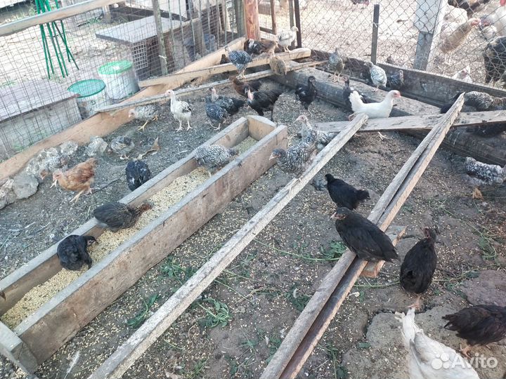 Цыплята несушки