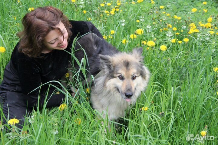 Барон из приюта ищет дом, находится в приюте