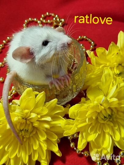Крысята мальчик серебро