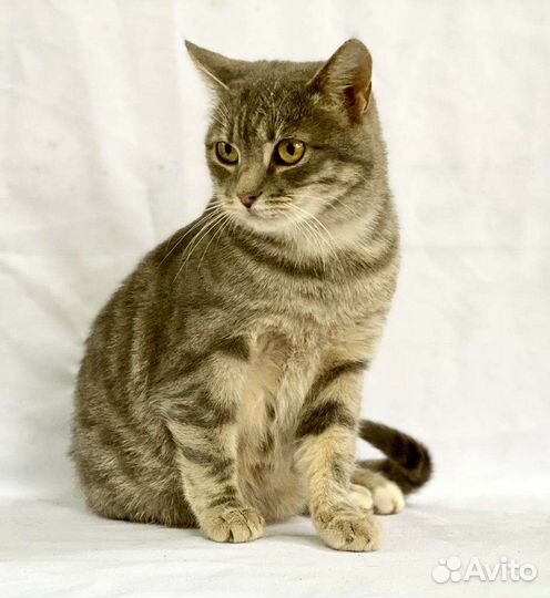 Кошка в дар бесплатно