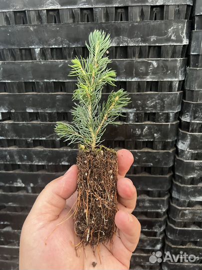 Голубая ель с зкс сеянцы в кассктах доращивание