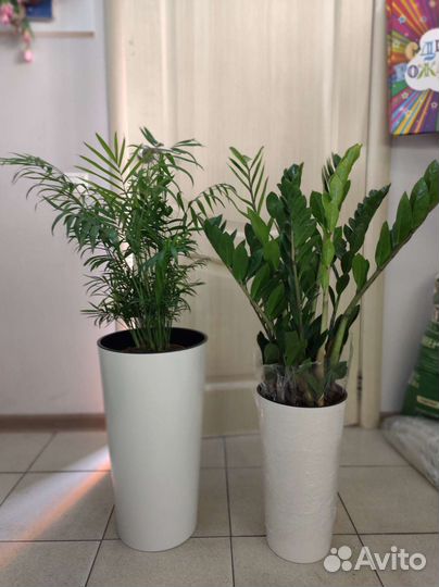 Комнатные растения для дома и офиса