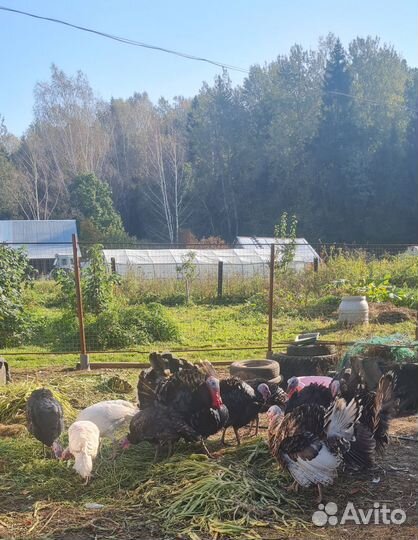 Индюки на племя, мясо