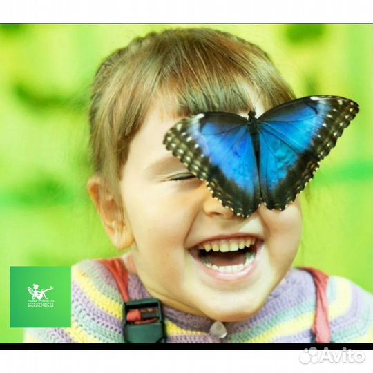 Ферма-детская бабочек