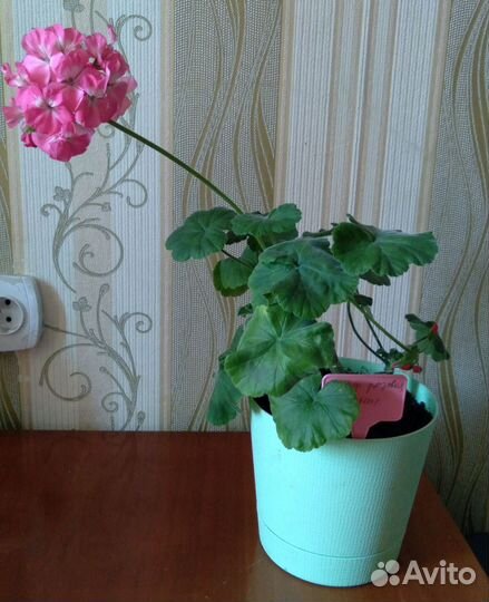 Пеларгония герань 