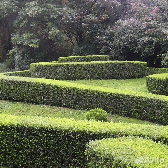 Бирючина для изгороди