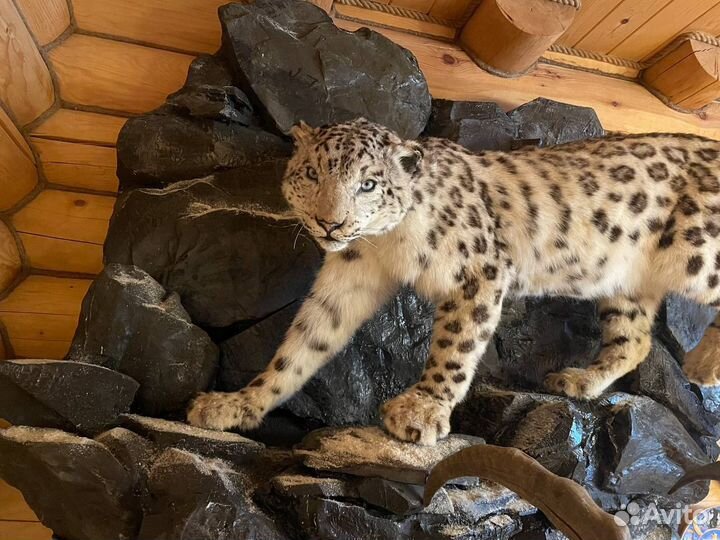 Чучела животных