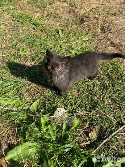 Котята в добрые руки бесплатно