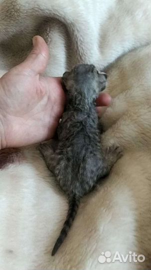 Кошки Обнимашки
