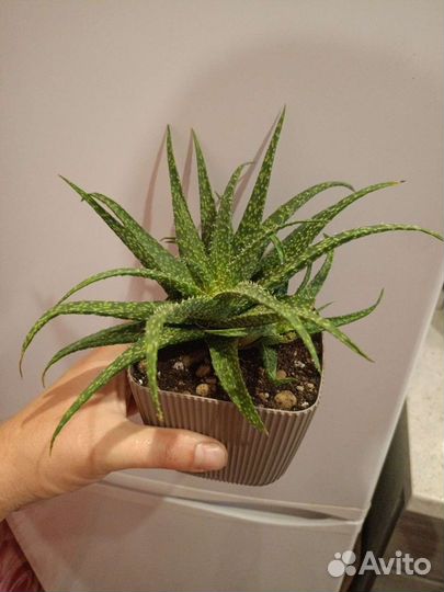 Aloe Aristata