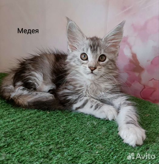 Котята мейн-кун с документами и ветпаспортом