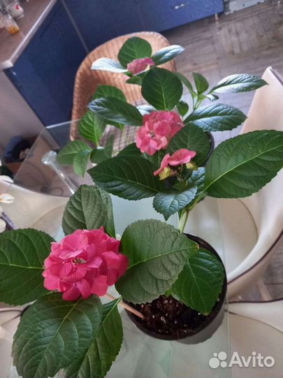 Гортензия ремонтантная