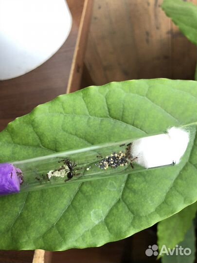 Муравьи messor structor, жнецы, матка муравьев