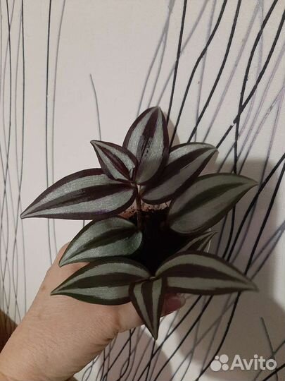 Традесканция