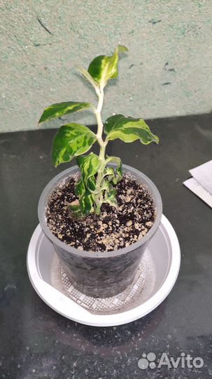 Педилантус Spin Splash