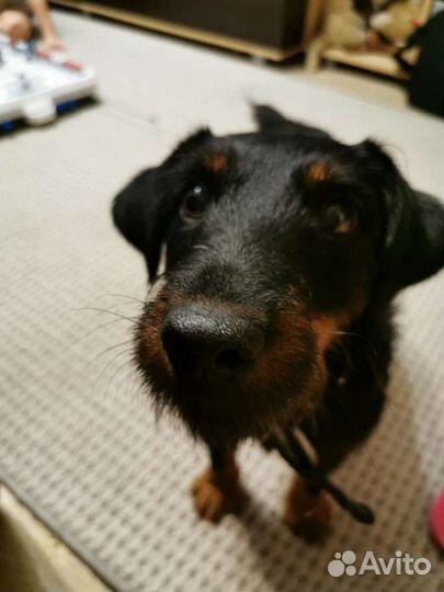 Передержка любых животных, догситтер, зооняня