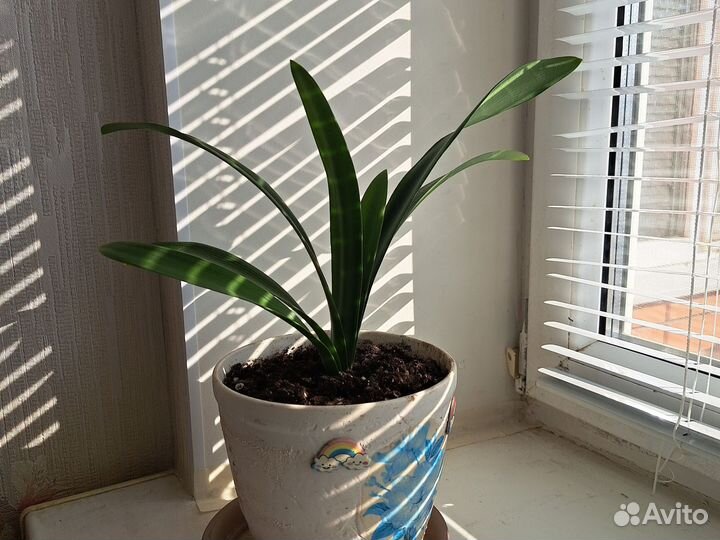 Комнатные цветы кливия