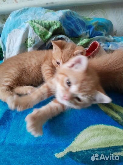 Кошки в добрые руки