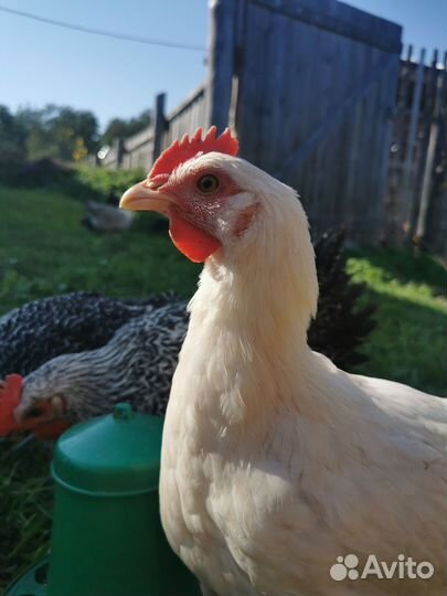 Куры несушки