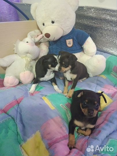 Той-терьер щенки