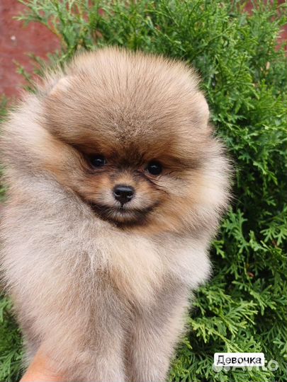 Померанский шпиц